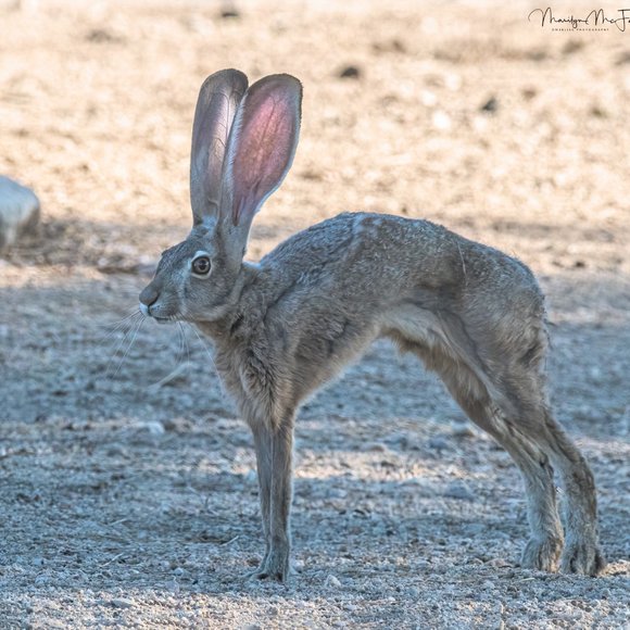 Meet your Posher, Marilyn, from Joshua Tree! - Picture 9 of 15